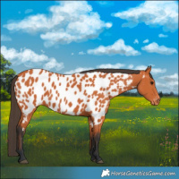 Horse Color:Bay Appaloosa 