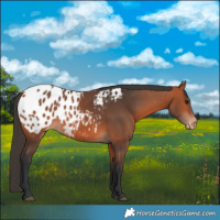 Horse Color:Bay Blanket 
