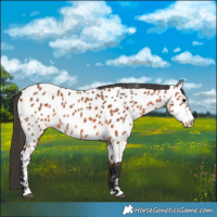Horse Color:Bay Appaloosa 