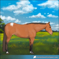 Horse Color:Bay Appaloosa 