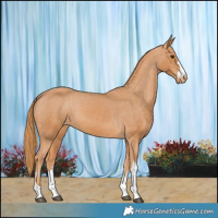 Horse Color:Chestnut Appaloosa 
