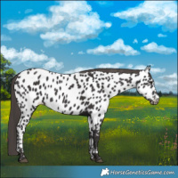 Horse Color:Smoky Black Appaloosa 