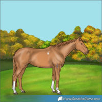 Horse Color:Chestnut Tobiano