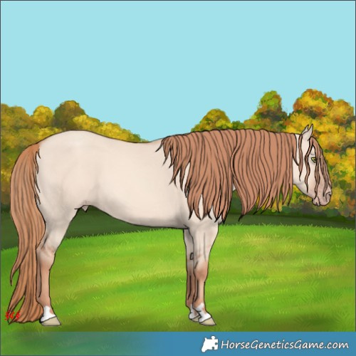 Horse Color:Gold Champagne Dun 