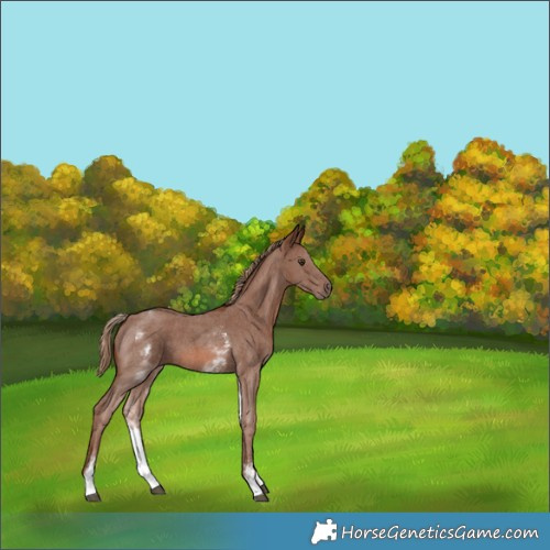 Horse Color:White Spotted Chestnut Sabino 