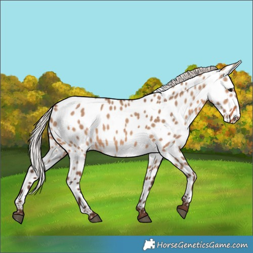 Horse Color:Silver Brown Dun Appaloosa 