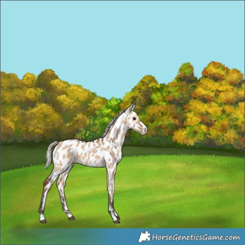 Horse Color:Silver Brown Dun Appaloosa 