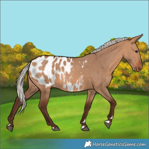 Horse Color:Silver Brown Dun Appaloosa 