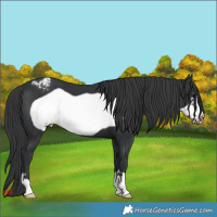 Horse Color:Black Frame Appaloosa 