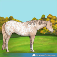 Horse Color:Gold Champagne Pearl Rabicano  and Gold Champagne Pearl Blanket Rabicano 