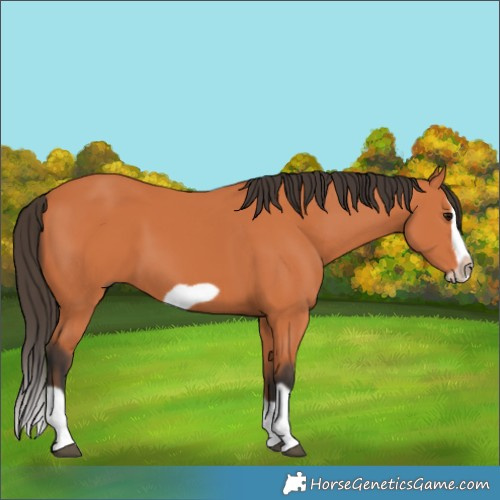 Horse Color:Bay Splash Frame 