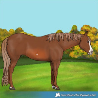 Horse Color:Chestnut Splash Frame 