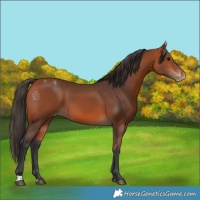 Horse Color:Bay Varnish 