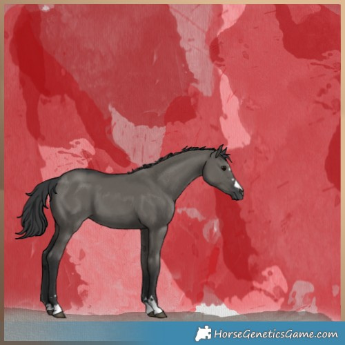 Horse Color:Grullo 