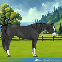 Horse Color:Black Splash 