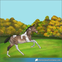 Horse Color:Brown Dun Tobiano Rabicano