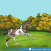 Horse Color:White Spotted Bay Dun Tobiano Rabicano
