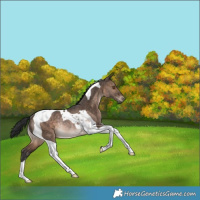 Horse Color:Brown Dun Tobiano Rabicano