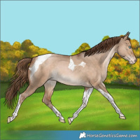 Horse Color:Bay Pearl Dun Tobiano Appaloosa Rabicano