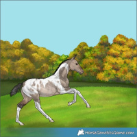 Horse Color:Bay Dun Tobiano Blanket Rabicano 