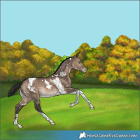 Horse Color:White Spotted Bay Dun Tobiano Varnish Rabicano 