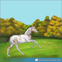Horse Color:White Spotted Liver Red Dun Tobiano Rabicano