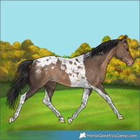 Horse Color:Bay Dun Tobiano Blanket Rabicano 