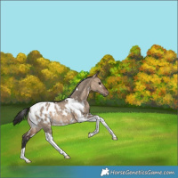 Horse Color:White Spotted Bay Dun Tobiano Blanket Rabicano 
