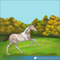 Horse Color:White Spotted Bay Pearl Dun Tobiano Rabicano 