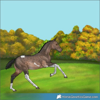 Horse Color:Brown Dun Tobiano Rabicano 