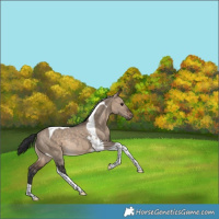 Horse Color:Bay Dun Tobiano Rabicano 