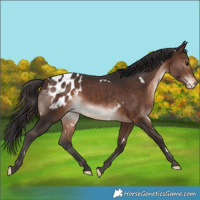 Horse Color:White Spotted Bay Appaloosa Rabicano