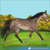Horse Color:White Spotted Bay Dun Tobiano Rabicano