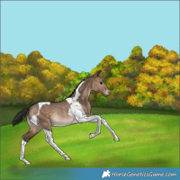 Horse Color:Bay Dun Tobiano Rabicano 