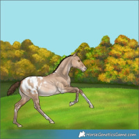 Horse Color:White Spotted Brown Snowdrop Dun Tobiano Blanket Rabicano