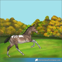 Horse Color:Brown Dun Tobiano Blanket Rabicano 
