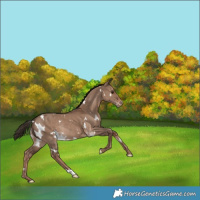 Horse Color:White Spotted Liver Red Dun Varnish Rabicano