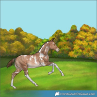 Horse Color:White Spotted Bay Pearl Tobiano Rabicano