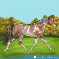 Horse Color:White Spotted Bay Pearl Tobiano Rabicano