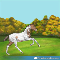Horse Color:White Spotted Brown Pearl Tobiano Rabicano