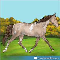 Horse Color:White Spotted Brown Pearl Dun Appaloosa Rabicano