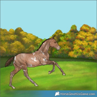 Horse Color:White Spotted Brown Pearl Rabicano 