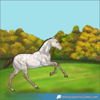 Horse Color:White Spotted Brown Pearl Dun Appaloosa Rabicano 