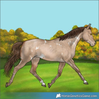 Horse Color:White Spotted Brown Pearl Dun Rabicano 