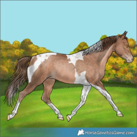 Horse Color:Brown Pearl Tobiano Rabicano 