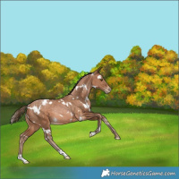 Horse Color:White Spotted Brown Pearl Rabicano 