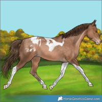 Horse Color:Brown Pearl Tobiano Appaloosa Rabicano 