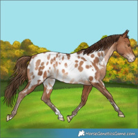 Horse Color:White Spotted Brown Pearl Appaloosa Rabicano