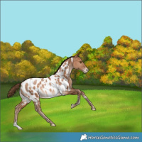 Horse Color:White Spotted Brown Pearl Appaloosa Rabicano 