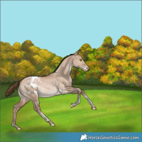 Horse Color:Brown Snowdrop Pearl Dun Tobiano Blanket Rabicano 